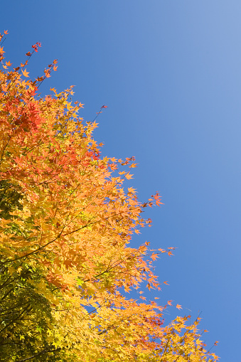 colorful autumn leaves against clear blue sky