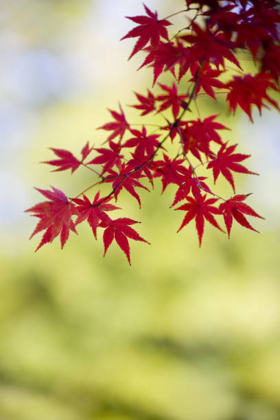 japanische herbst farben - autumn japanese maple maple tree selective focus stock-fotos und bilder
