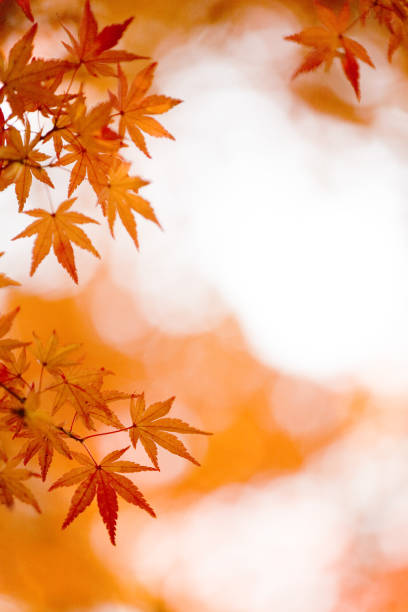 red and orange autumn leaves in the forest