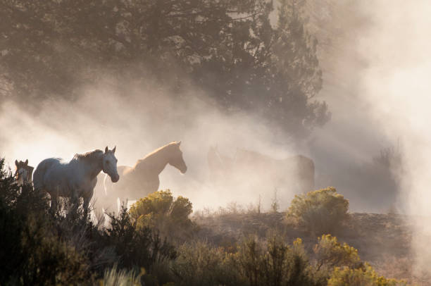 istock herd horses by horseback 1409973951