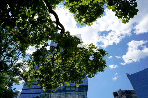 Trees and greenery in the city of Toronto. Glass buildings background.