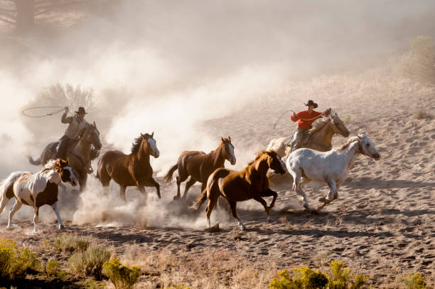 istock herd horses by horseback 1409974610
