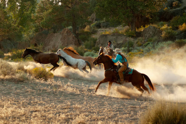 istock herd horses by horseback 1409974635