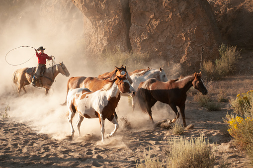 cowboys herding horses on the Oregon high desert