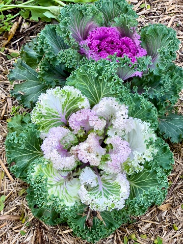 Close up of endless field with green leaves and purple veins of red cabbage plants. Red cabbage, purple-leaved varieties of Brassica oleracea Capitata Group, also known as purple cabbage, red kraut