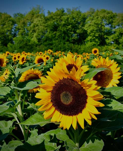 istock A Sea of Sunflowers 1409977317