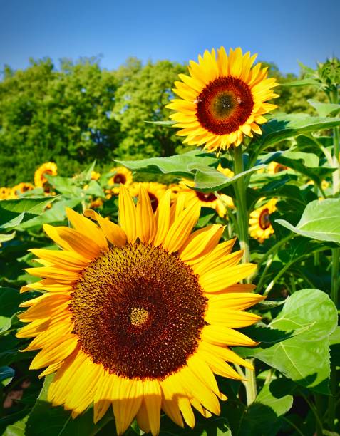 istock Sunflowers in The Meadow 1409977323