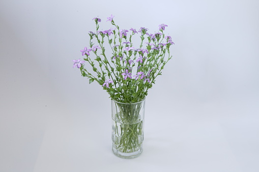 Bouquet of purple flowers in a glass vase isolated on white background, still life with delicate flowers