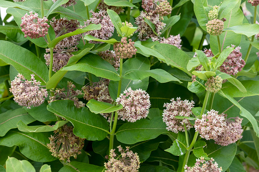 The milkweed flowers - Asclepias (Asclepias syriaca) ,  flowering plants  traditionally used  for medicinal purposes.