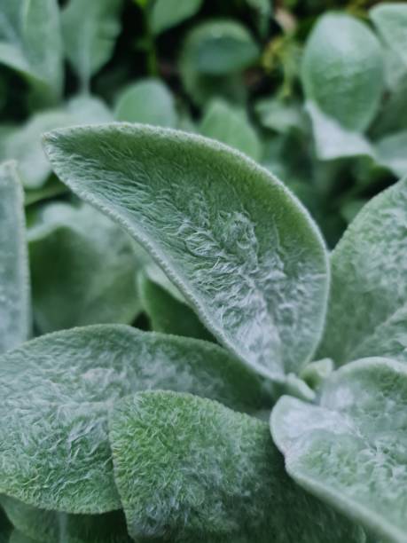 istock The green leaves 1409978230