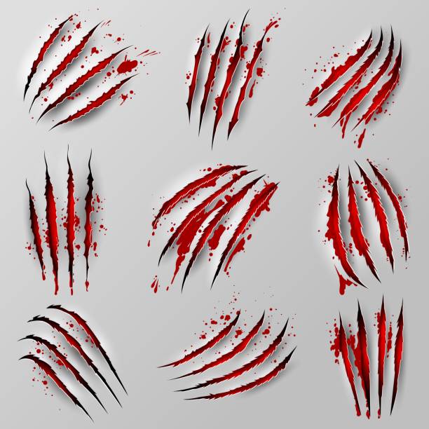 Claw marks scratches with blood isolated nail rips Claw marks scratches with blood, isolated vector wild animal bloody nail rips. Tiger, bear or cat paws sherds with red spots. Lion, monster or beast break, four slash traces, realistic 3d marks set drop bear stock illustrations