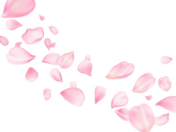 ilustrações de stock, clip art, desenhos animados e ícones de flying sakura petals, rose flower, cherry blossom - lily flower vector red