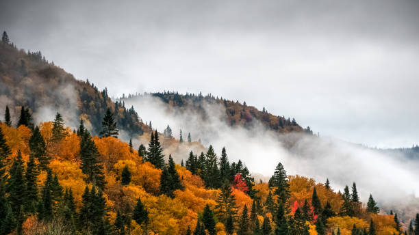 wspaniały kolorowy jesienny dzień w parku jacques'a cartiera - mountain mist fog lake zdjęcia i obrazy z banku zdjęć