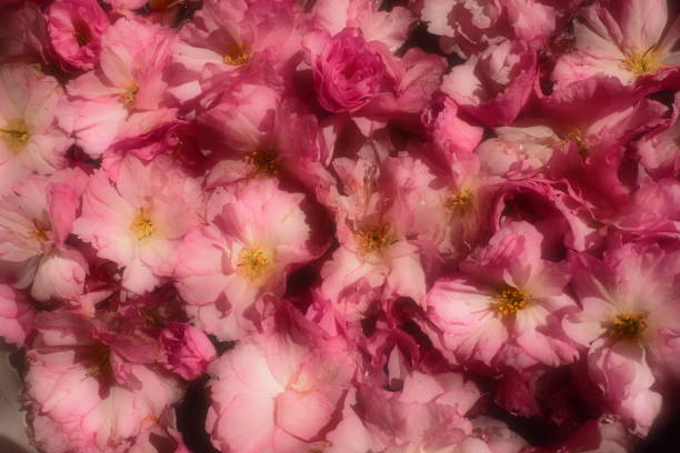 fiori rosa ciliegio sakura sfondo. muro di fiori. messa a fuoco selettiva morbida. cartolina delle vacanze. petali rosa e stami gialli. bellissimo sfondo. petalo art. fiori di ciliegio primaverili. prunus serrulata - toned image pink sakura cherry blossom foto e immagini stock