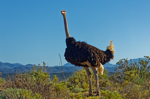 Close-up of male ostrich in Little Karoo in veld near Oudtshoorn with Swartberg Mountains in background in Western Cape, South Africa