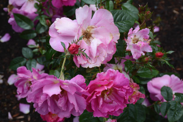 istock Pinkish Rose Blossoms With Dark Green Foliage 1409983396