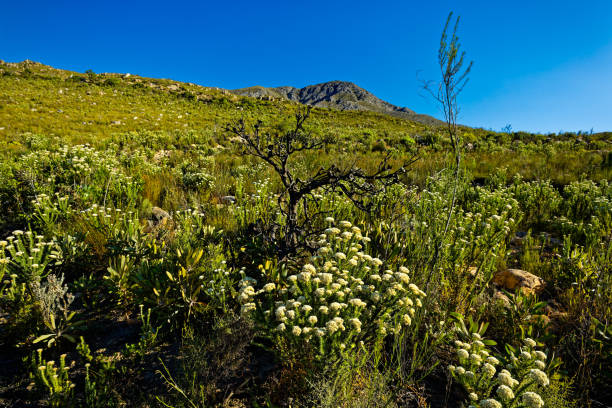 Bright pink wildflowers bloom across the rich, green vegetation of South Africa's wilderness. A picturesque scene showcasing the raw beauty and diversity of African flora during the temperate spring season.