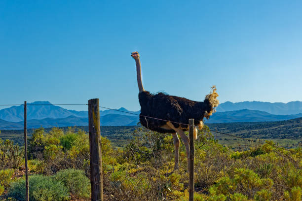 Male ostrich looking over fence in Little Karoo Male ostrich looking over fence in Little Karoo near Oudtshoorn with Swartberg Mountains in background in Western Cape, South Africa ostrich farm stock pictures, royalty-free photos & images