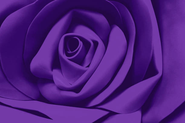 close-up of purple rose petals