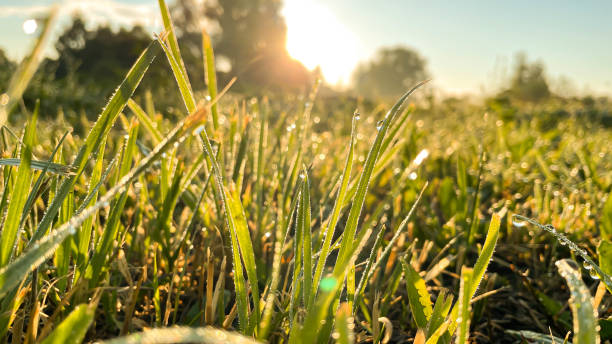 istock Fresh green grass with dew drops close up. Light morning dew on the green grass 1409986027