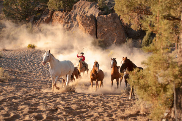 istock herd horses by horseback 1409988321