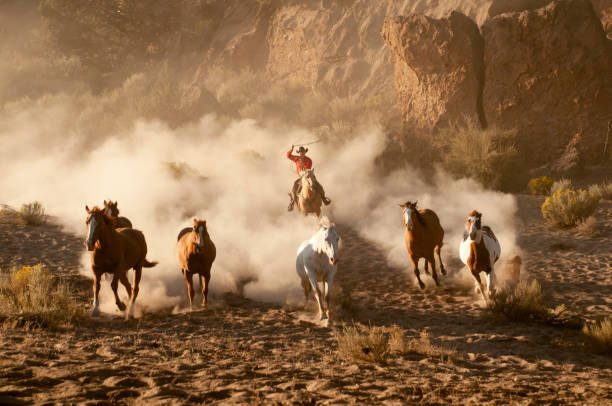herd horses by horseback stock photo
