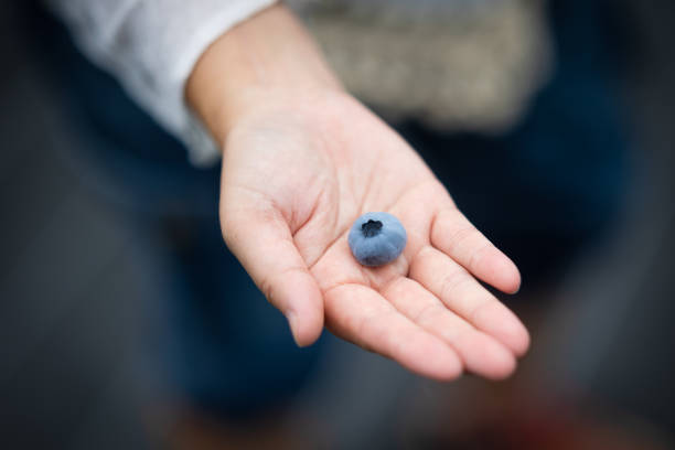 Woman hand collecting blueberries in a forest of Norway