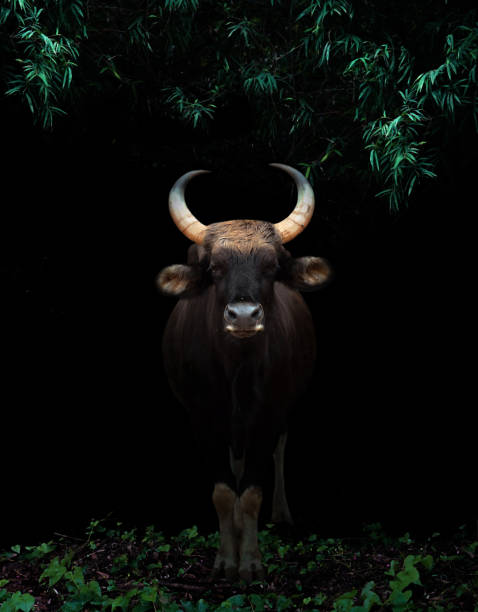 istock gaur standing in the dark forest 1409989729