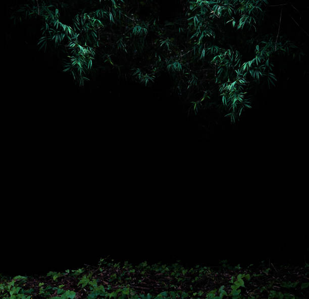 istock Tropical forest foliage plants bushes dark night 1409989744