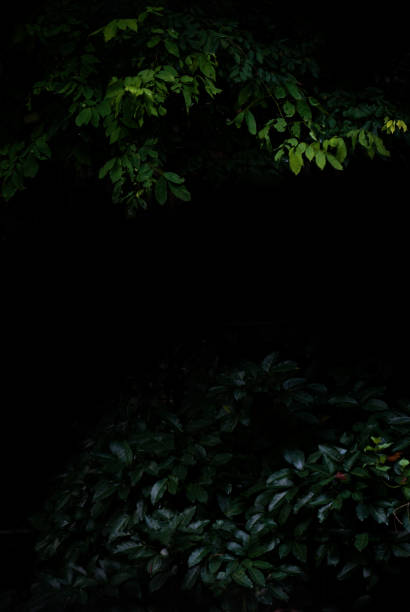 istock Tropical forest foliage plants bushes dark night 1409989745