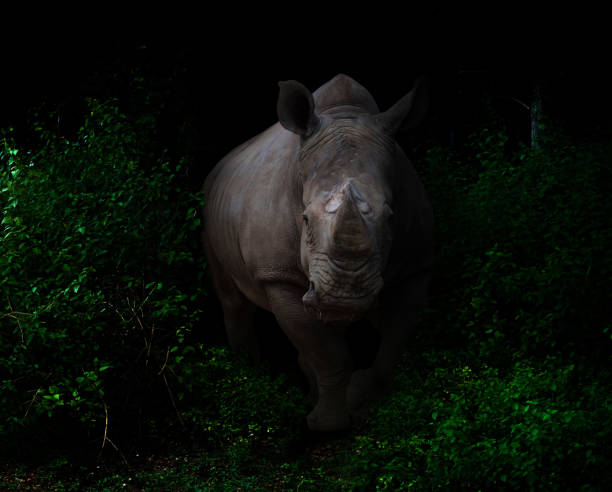 white rhinoceros  in the dark forest