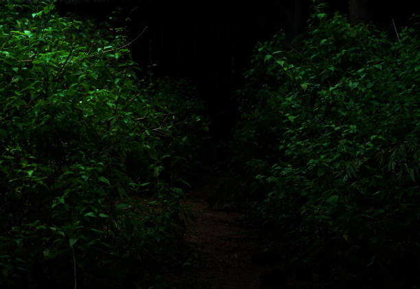 Tropical forest foliage plants bushes in the dark night