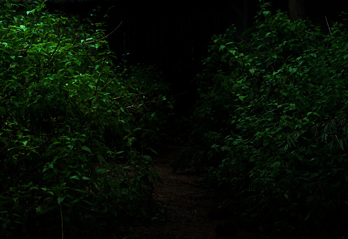Tropical forest foliage plants bushes in the dark night