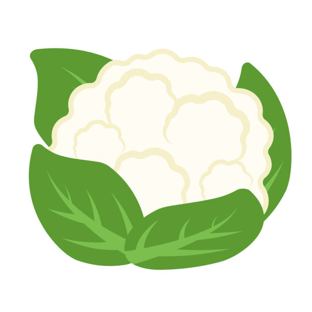 Animated White Cauliflower Vector Vegetable Icon Clipart, Cabbage on white background Hand Drawing Cauliflower, half cauliflower vector, Fresh white cauliflower with green leaves, Cauliflower isolated on white background, Collection, Group of cauliflowers with green leaves cauliflower nutrition stock illustrations