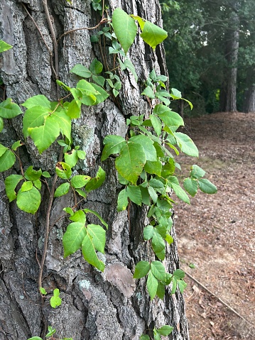 Poison ivy plant with multiple leaves