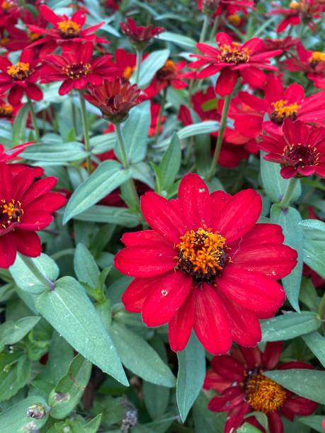 istock Red Zinnias 1409991381