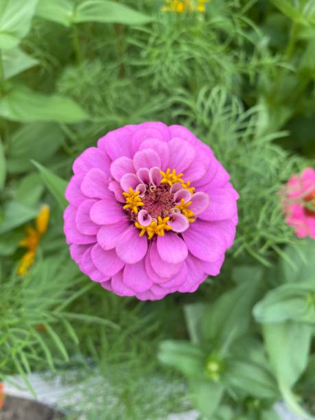 istock Vibrant Purple Zinnia Blossom 1409991423