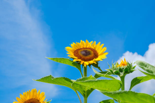 istock Blue sky, white clouds and sunflower field 1409991495