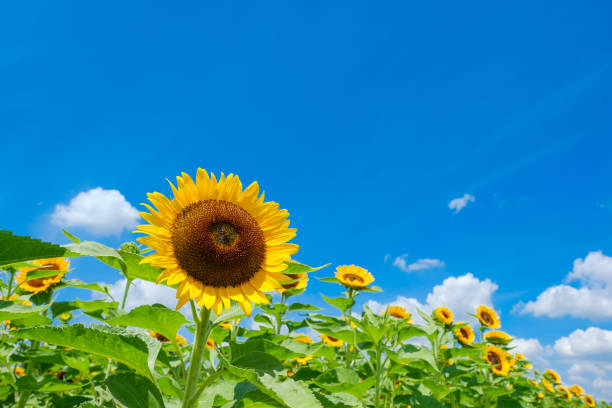 istock Blue sky, white clouds and sunflower field 1409991560