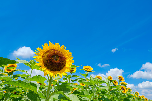 Blue sky, white clouds and sunflower field
Mamami Hills Park, nara, Japan