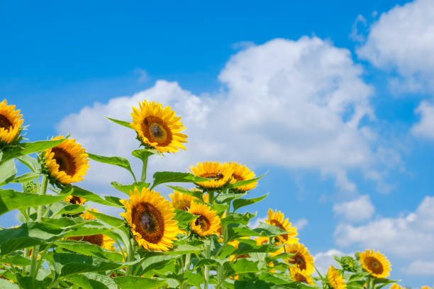 istock Blue sky, white clouds and sunflower field 1409991566