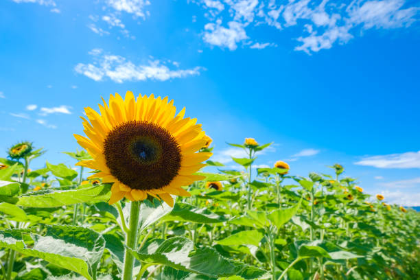 istock Blue sky, white clouds and sunflower field 1409991649