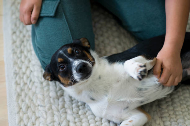 istock Puppy Getting a Belly Rub 1409994741