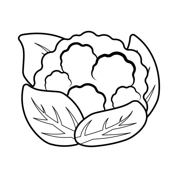 черный контур цветная капуста векторная раскраска овощи векторная иллюстрация на белом фоне - cauliflower vegetable black illustration and painting stock illustrations