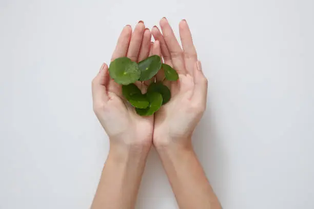 Photo of Hand posing with gotu kola extract , white background , cosmetic from gotu kola advertising