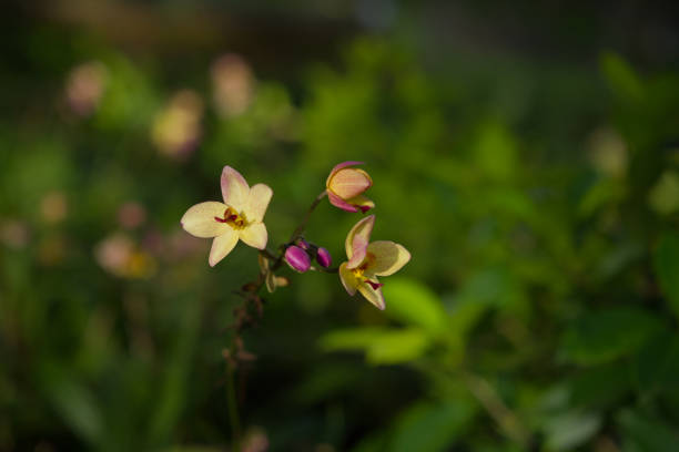 ground orchid flower at PHAHINNGAM national park Chaiyaphum, Thailand,