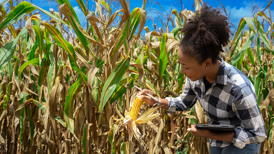 African female Farmer worker with black Afro hair.Analyze Sweet Corn Cob Field or Nature Cornfield Farm as Agriculture Lifestyle Concept.Expert agriculture using tablet to check list quality control.