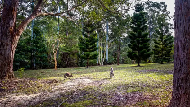 Photo of A Quiet Morning with Wallabies in Booderee Botanic Gardens