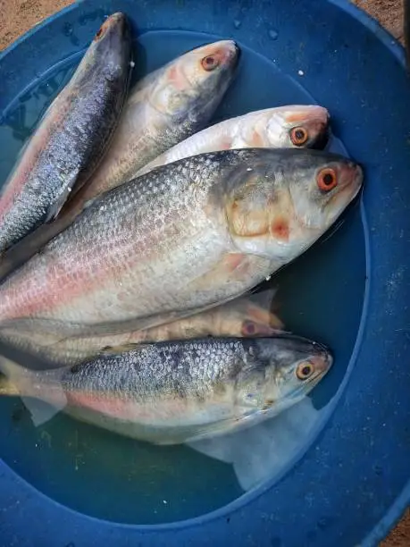 Photo of big ilisi fish in a pot hilsa elongata tenulosa ilisha for sale