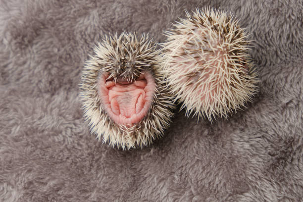 Newborn two hedgehogs on soft gray fur. Two small newborn hedgehogs . African white-bellied hedgehog.